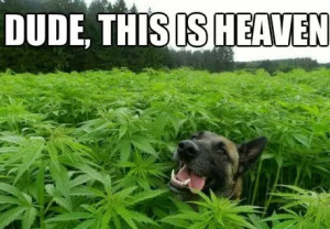 Marijuana Field / Dog, Animals, Funny Quotes