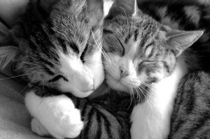 Hugging Cats Cute Pictures-Images