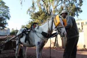 working-horse-wearing-blinders-ethiopia.jpg?preset=medium