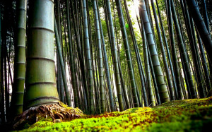 nature_bamboo_plants_1920x1200_43624