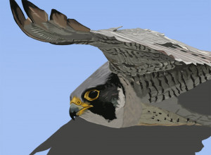 Search Results for: Peregrine Falcon Pencil Drawings