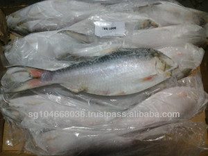 Whole Frozen Herring