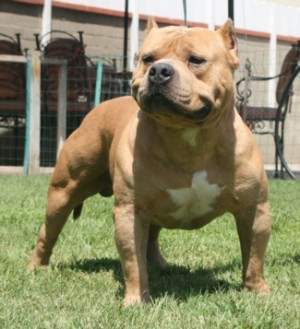 American Bully Breed Dogs