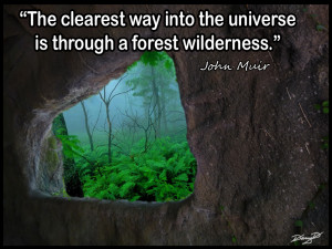 Quotes About Forests
