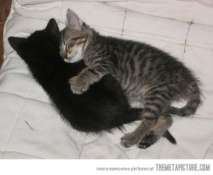 Funny photos funny cats sleeping together
