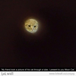 Moon cat. #cats #funny #cat #humor #meme #lolcats #cute #quotes ...