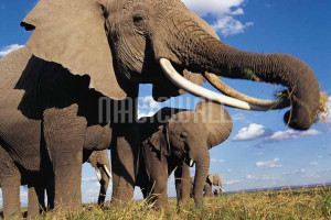 Home » Elephants Eating