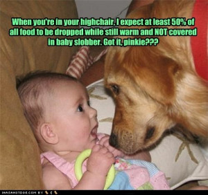Funny dogs with sayings