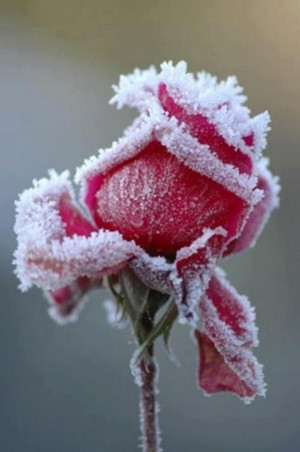 ... Inspirational Quotes, Motivational Thoughts and Pictures,rose with ice