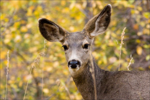 Mule Deer, Land Animal, Spirit-Animals.com