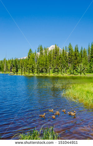 majestic mountain lake with majestic mountain lake with fir forest