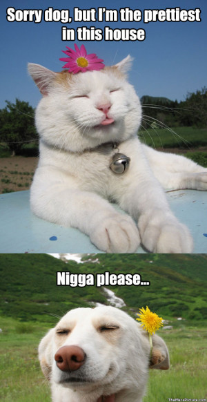 Funny photos funny cat dog flower pretty