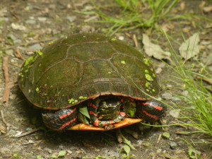 Aldo Leopold's Most Famous Quote