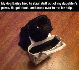 Derpy Dog Gets Caught In Need Of Assistance