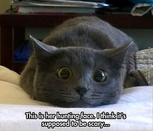 funny-cat-pictures-my-cats-hunting-face