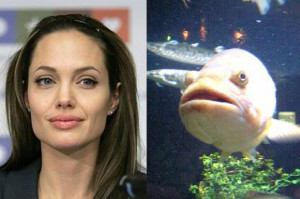 celebrity look alike animals