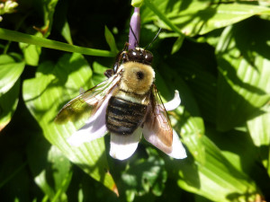 Пчела во дворе Ферриса Джабра. © Ferris Jabr
