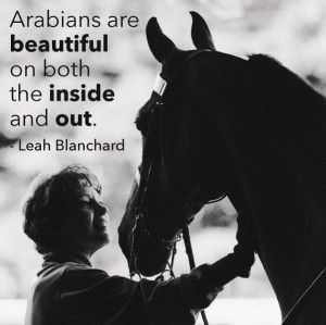 Arabians are beautiful on both the inside and out.