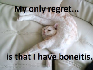 Funny photos funny cat broken bones elastic