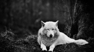 White Wolf Wolves HD Wallpaper #2678