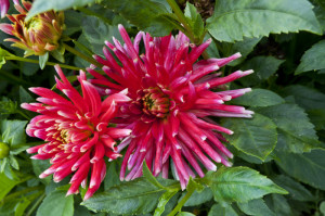 Beautiful Dahlia Flowers...