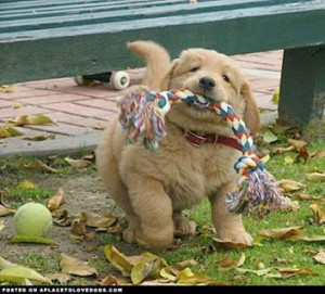 Golden Puppy with Rope