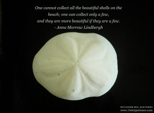 Island Inspirations – Sea Shells by the Seashore