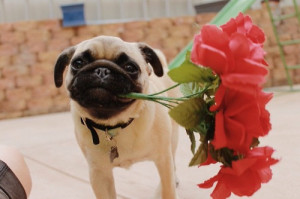 pug pugs valentines day calithepug