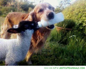 pug dog puppy wearing slippers cute animals wild wildlife species ...