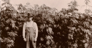 ... crop throughout history but was banned along with marijuana in 1937