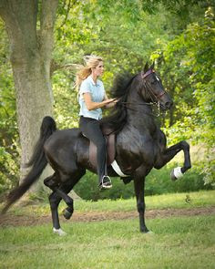 American Saddlebred | ASHA - American Saddlebred Horse Association