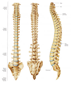 Spine Vertebral Column Bones