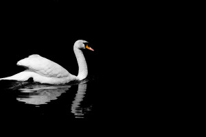Black And White Sunday Swan...