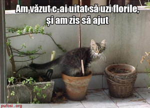 poze-amuzante-pisica-urineaza-in-flori - poze amuzante cu pisici