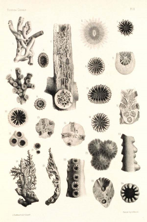 Various coral species. These plates helped document the oldest studies ...