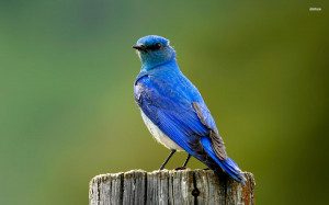 Blue Robin Bird HD Wallpaper