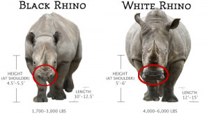 Black and White Rhino Comparison