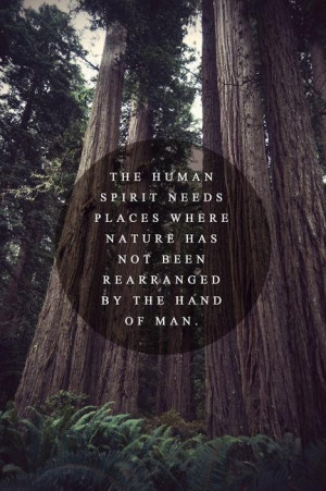 redwood forest?