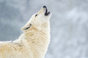 Snow_Wolf_in_Snow_Howling_Ryan_Hawk.JPG
