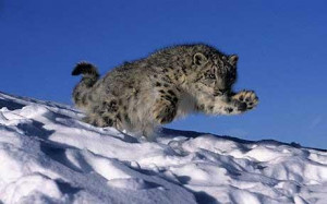 Snow Leopard Chasing Prey Snow leopards, like foxes,