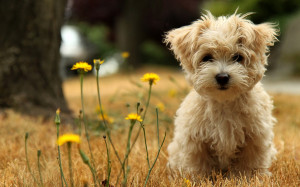 puppy dog cute fluffy animal, 2560x1600