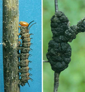 Tree Disease Identification