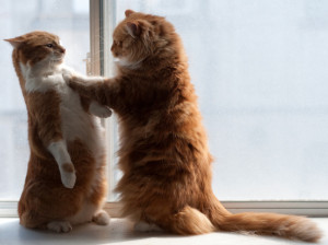 cute ginger fluffy cats standing up confrotation