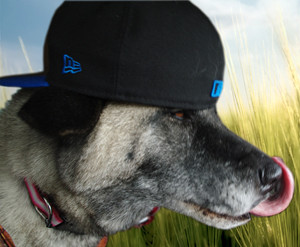 Sweet Pet Loss Poems - Tributes to Those Furry Creatures Who Love Us