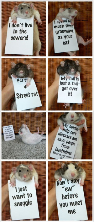 Rats Are Misunderstood