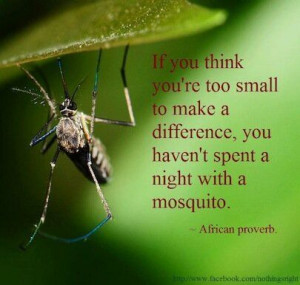 Mosquito quote