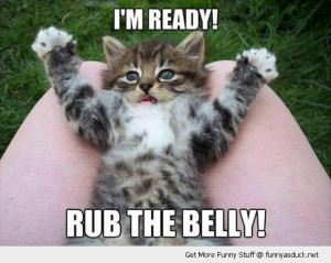 rady rub belly cute cat kitten lolcat animal lying lap funny pics ...