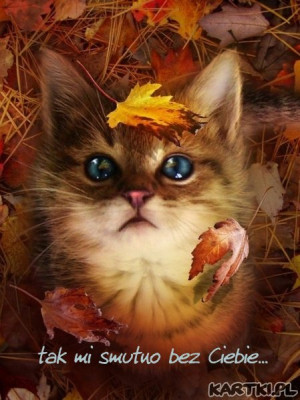 poprzednia kartka następna kartka