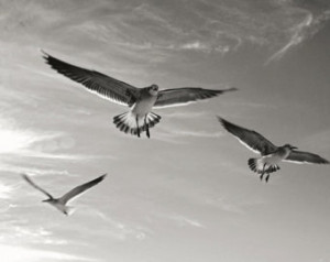 Seized with a passion for flight - Seagulls, Fine art photograph ...