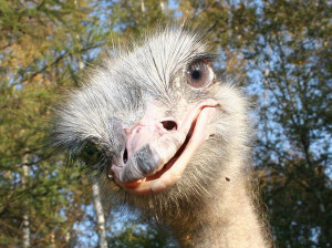 Curious smiling ostrich